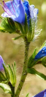 Close-up of blue wildflowers in bloom against a soft blurred background.