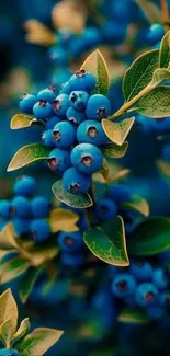 Close-up of vibrant blueberries with green leaves.