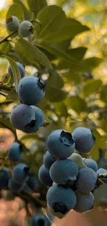 Blueberries on a branch with green leaves in sunlight, perfect for mobile wallpaper.