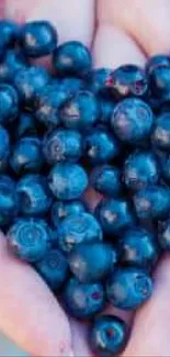 Heart-shaped blueberries held in hands as mobile wallpaper.