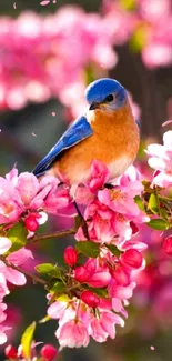 Bluebird on a branch with pink blossoms, set as a mobile wallpaper.