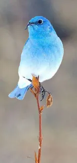 Bluebird elegantly perched on a branch against a subtle background.