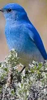 Bluebird perched on green shrub with blurred background.