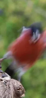 Blurred image of a bird in motion on a tree trunk with green background.