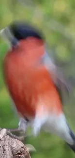 Blurred bird perched on branch with green background.