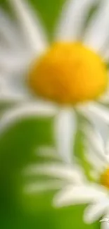 Blurry daisy flowers with green background and vibrant yellow centers.