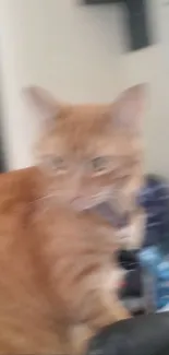 Blurry ginger cat in motion for wallpaper backdrop.