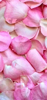 Blush pink rose petals creating a serene mobile wallpaper.