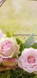 Pink roses in rustic basket wallpaper.