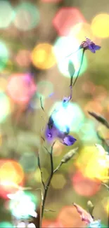 Colorful bokeh flower wallpaper with vibrant lights and soft focus.