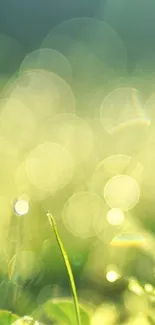 Green nature wallpaper with bokeh light effects.