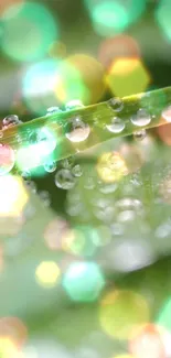 Bokeh effect with dewdrops on green leaf in nature background.