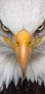 Close-up of a bald eagle with an intense gaze.