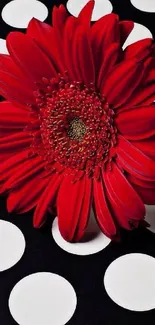 Red flower on black and white polka dot background.