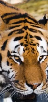 Close-up view of majestic tiger with striking features.