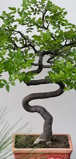 Bonsai tree in a decorative pot against a neutral background.