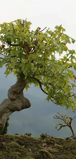 Bonsai tree with green leaves on a serene natural background.