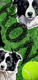 Border Collie dogs and tennis ball on green grass wallpaper.