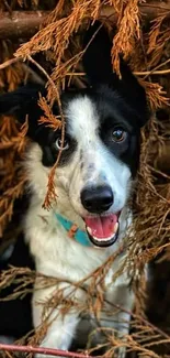 Charming Border Collie amid autumn leaves.