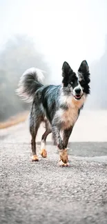 Border Collie walking down a misty road.