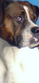 Boxer dog looking attentively with a blue background.