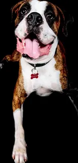 Energetic Boxer dog posing on a black background wallpaper.