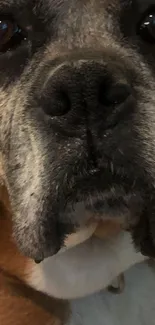 Close-up portrait of a Boxer dog with expressive eyes.