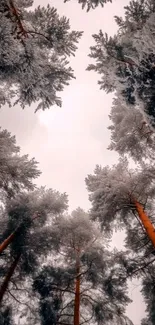 Branch Atmospheric Phenomenon Forest Live Wallpaper