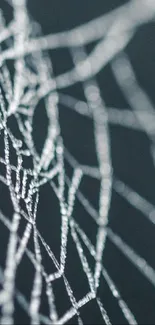 Close-up of intricate spider web against dark background.