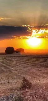 Golden sunset over a tranquil field.