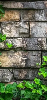 Green ivy on a rustic brick wall, creating a natural and urban blend.