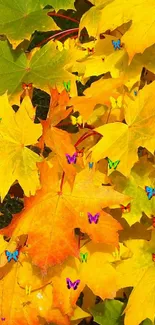 Vibrant yellow and orange maple leaves in autumn scenery.