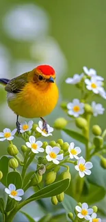 A vibrant bird perched among white flowers in a lush garden.