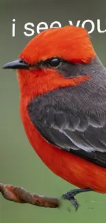 Vibrant red bird on a branch with 'I see you' text.