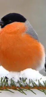 Vibrant bullfinch sitting on a snowy evergreen branch.