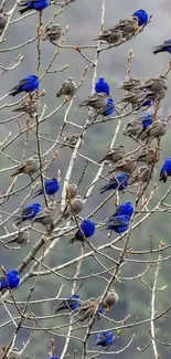 Vibrant blue birds perched on branches against a natural landscape background.