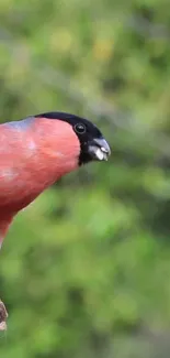 Vibrant bullfinch perched against green foliage background.