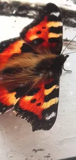 Close-up of a colorful butterfly with orange and black wings on a light surface.