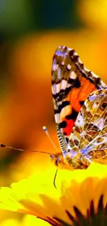 Butterfly resting on bright yellow flowers, vibrant nature scene.