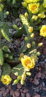 Yellow cactus flowers bloom among rocks.