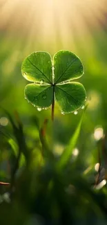 Vibrant green clover with dew under sunlight.