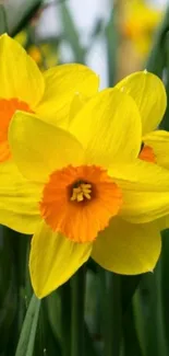 Vibrant yellow daffodils in full bloom with green leaves.