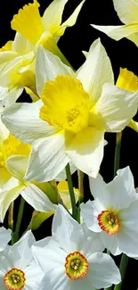 Vibrant yellow and white daffodils on a black background for mobile wallpaper.