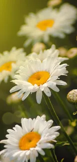 White daisies with yellow centers in sunlight.