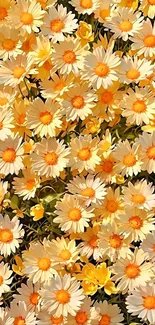 Bright yellow daisies in full bloom wallpaper.