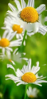 Vibrant daisies with green background mobile wallpaper.