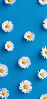 Mobile wallpaper with white daisies on a blue background.