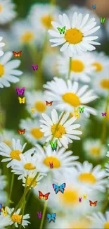 Daisies and colorful butterflies on a vibrant green field wallpaper.