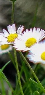 Close-up of daisies with white petals and yellow centers on green background.