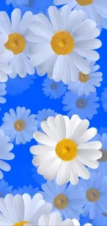 White daisies with yellow centers on bright blue background.